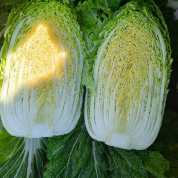 精品黄心白菜产地发货一手货源批发价格便宜全国发货