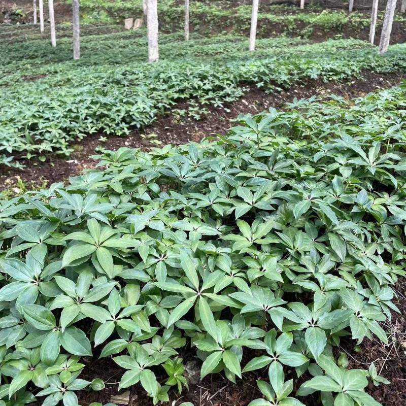 大量出售华重楼苗品种好价格合理质量保证