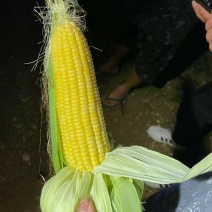 广东湛江水果玉米产地发货一手货源批发全国发货价格便宜