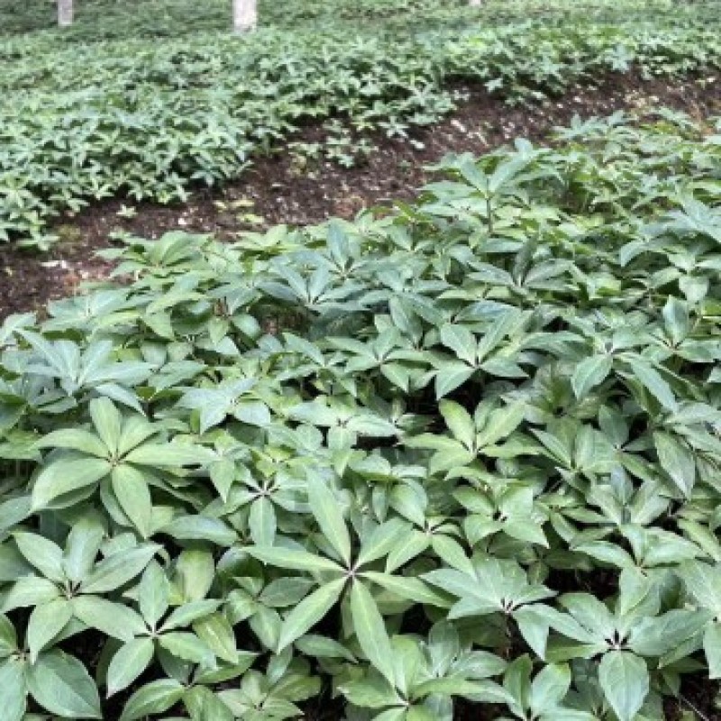 大量出售华重楼苗品种好价格合理质量保证