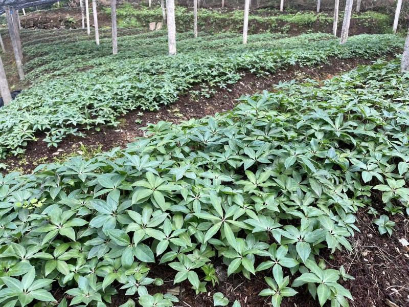 大量出售华重楼苗品种好价格合理质量保证