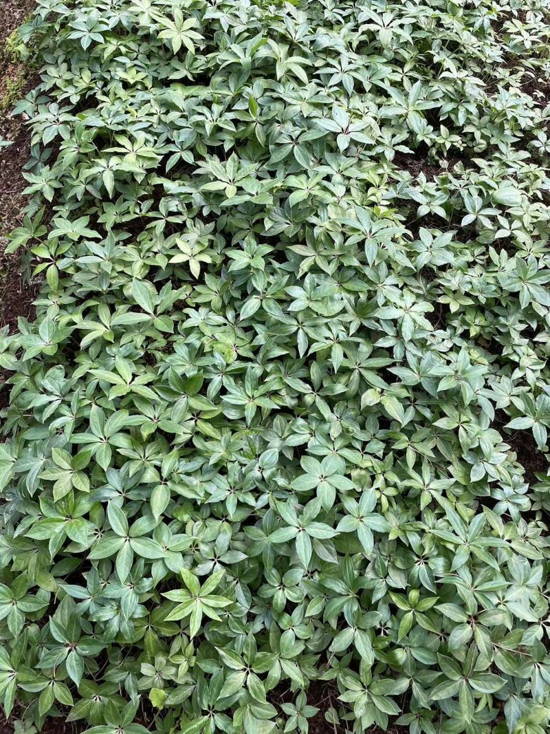大量出售华重楼苗品种好价格合理质量保证