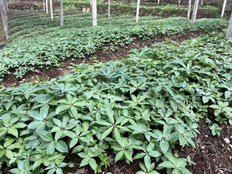 大量出售华重楼苗品种好价格合理质量保证