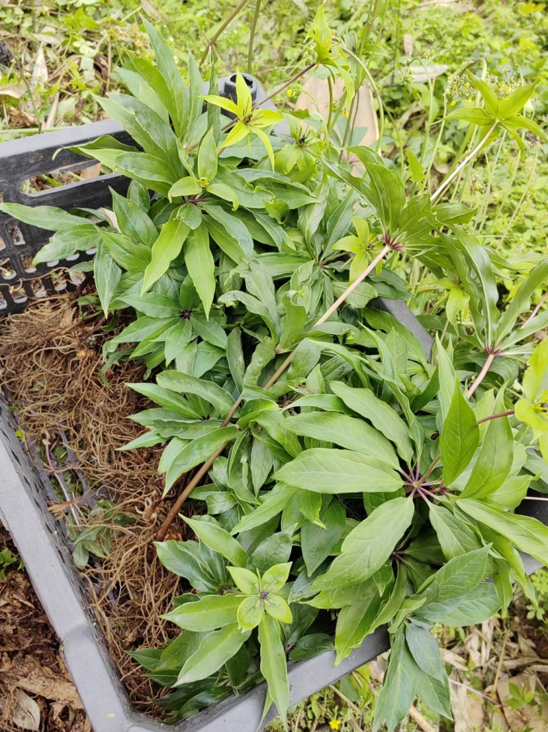 大量出售华重楼苗品种好价格合理质量保证