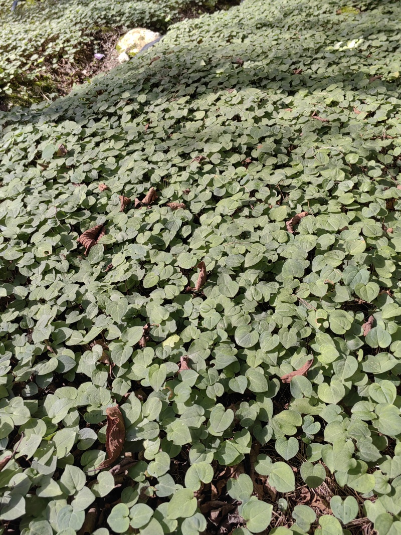 大量出售华重楼苗品种好价格合理质量保证