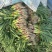 徐州邳州大棚红根蒜苗大量上市中！货源充足质量保证