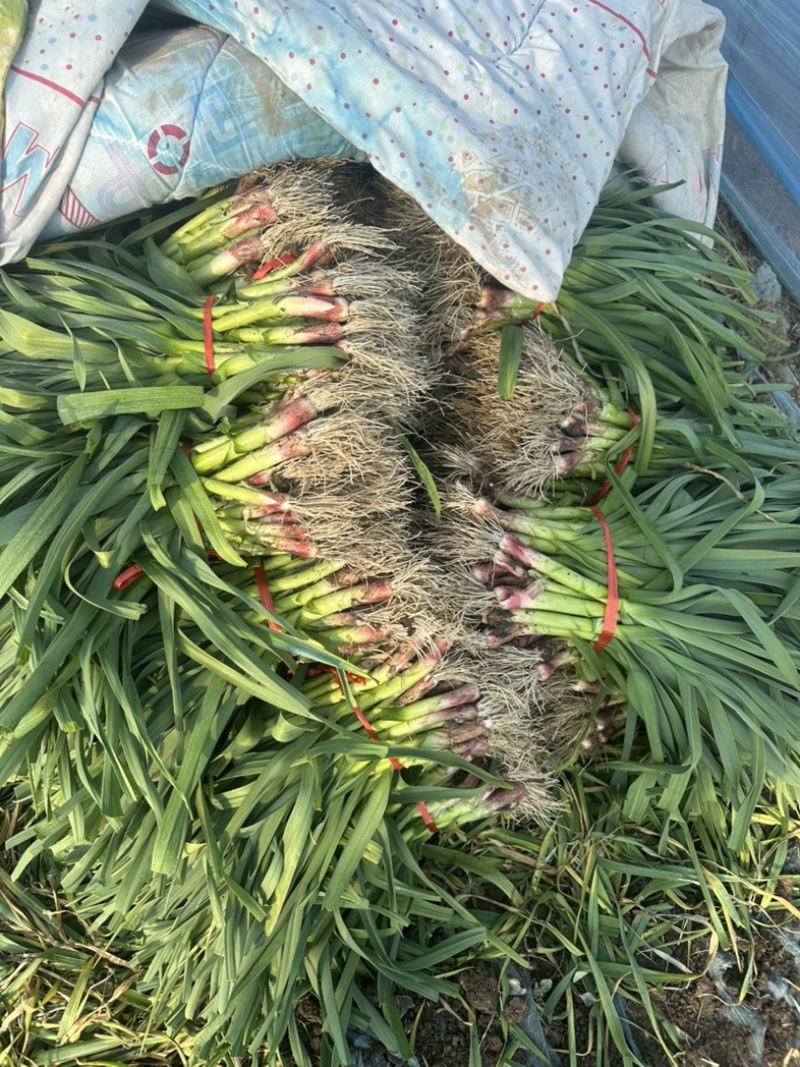 徐州邳州大棚红根蒜苗大量上市中！货源充足质量保证