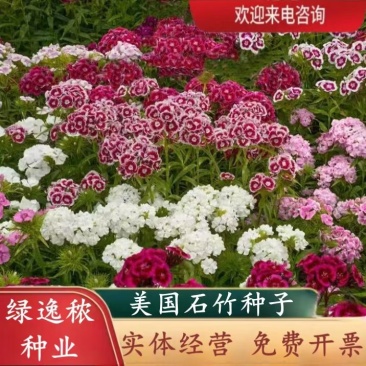 美国石竹种子五彩石竹耐寒草花少女石竹五彩石竹种子多