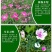 美国石竹种子五彩石竹耐寒草花少女石竹五彩石竹种子多