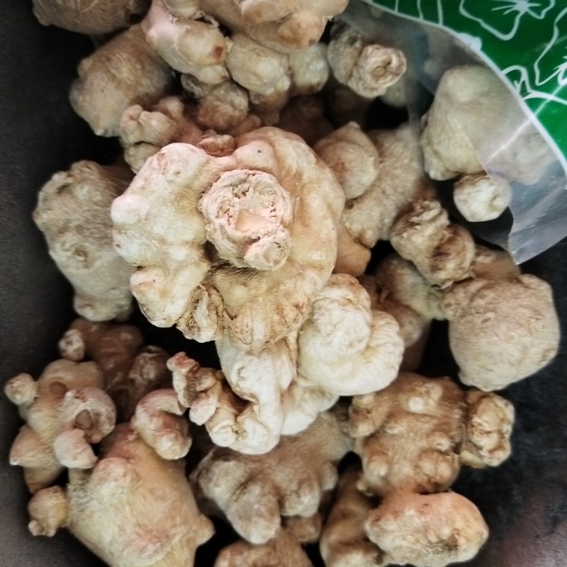 珠儿参
