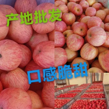 精品红富士苹果，口感脆甜一手货源，色泽鲜艳，代收代发