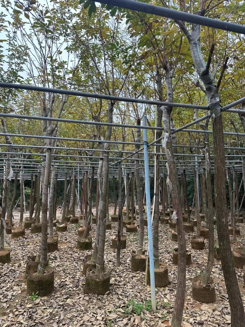 黄花风铃