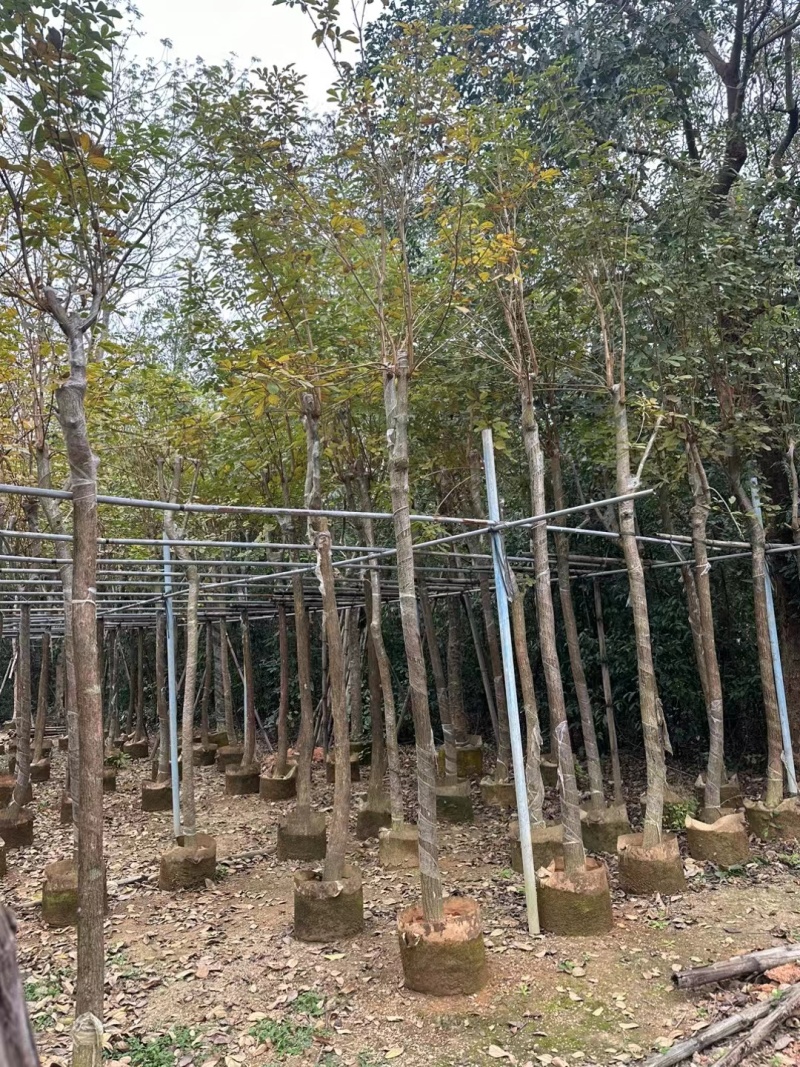 黄花风铃