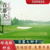 狗牙根百慕大马尼拉高羊茅四季青草坪种子草籽