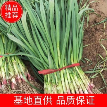 安阳内黄红根蒜苗,对接商超电商。全国发货。