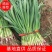 安阳内黄红根蒜苗,对接商超电商。全国发货。