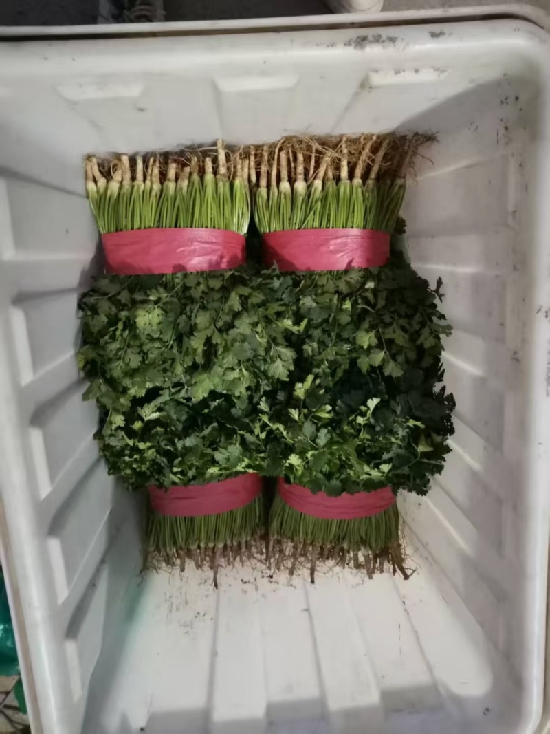铁杆青香菜