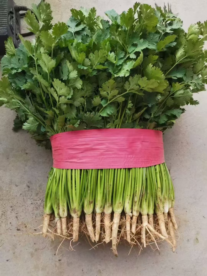铁杆青香菜