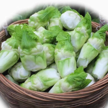 儿菜净儿茶四川冠儿菜青菜娃儿菜