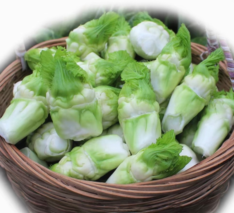 儿菜净儿茶四川冠儿菜青菜娃儿菜