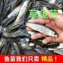 【优质】草鱼苗，抗病能力强，包配送，死亡包赔，供技术指导