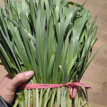 甘肃韮菜