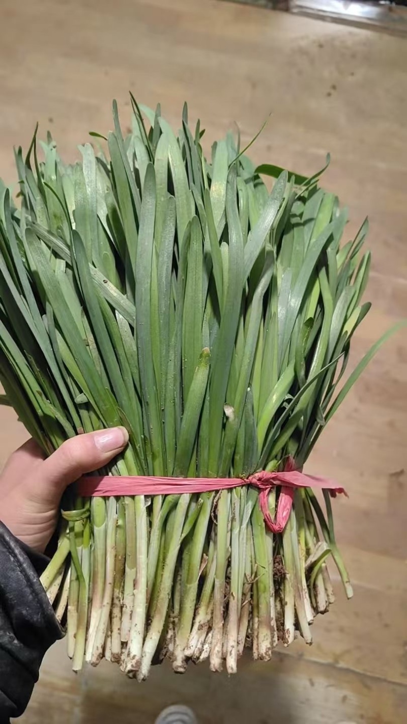 甘肃韮菜