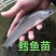 【死亡包赔】重庆潼南区鳕鱼苗，抗病能力强，成活率高可送货