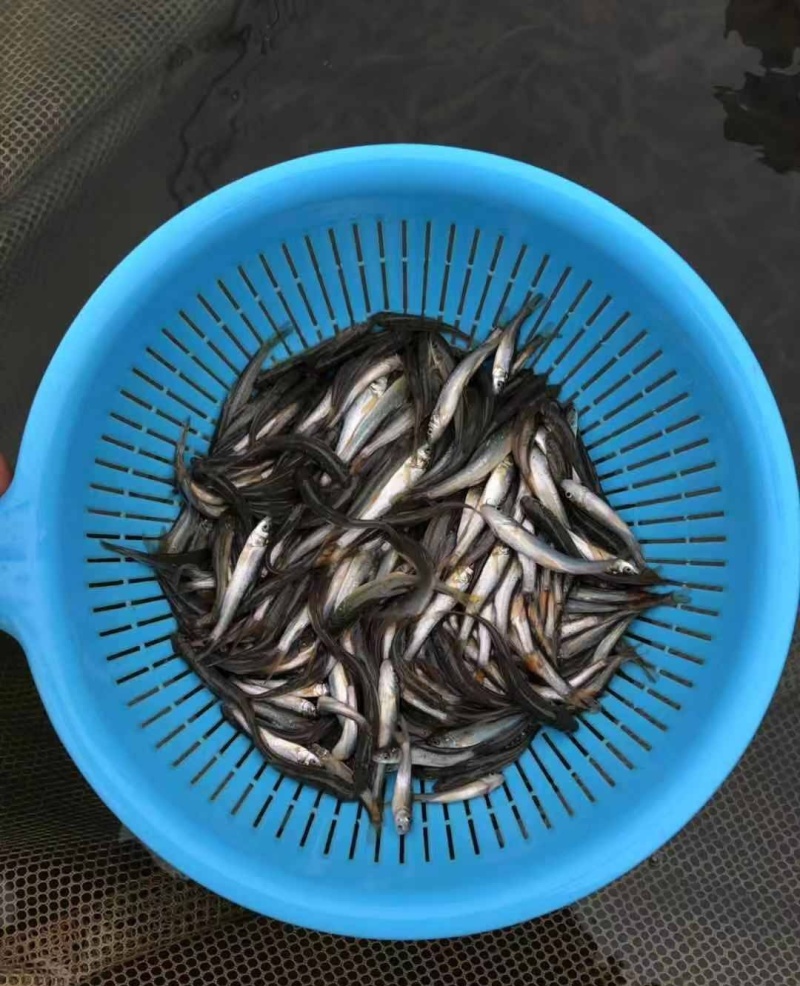 【死亡包赔】重庆潼南区鳕鱼苗，抗病能力强，成活率高可送货