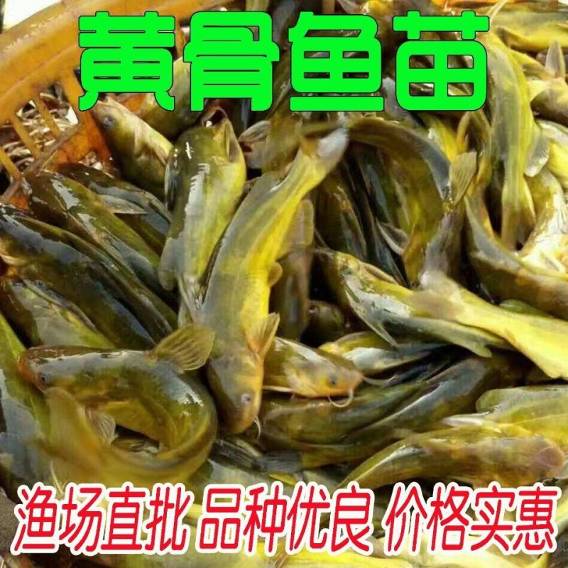 【优质】精品黄骨鱼苗生长快抗病能力强欢迎订购配送家