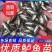 【可配送】加州鲈鱼苗，渔场配送到家，成活率高，抗病能力强