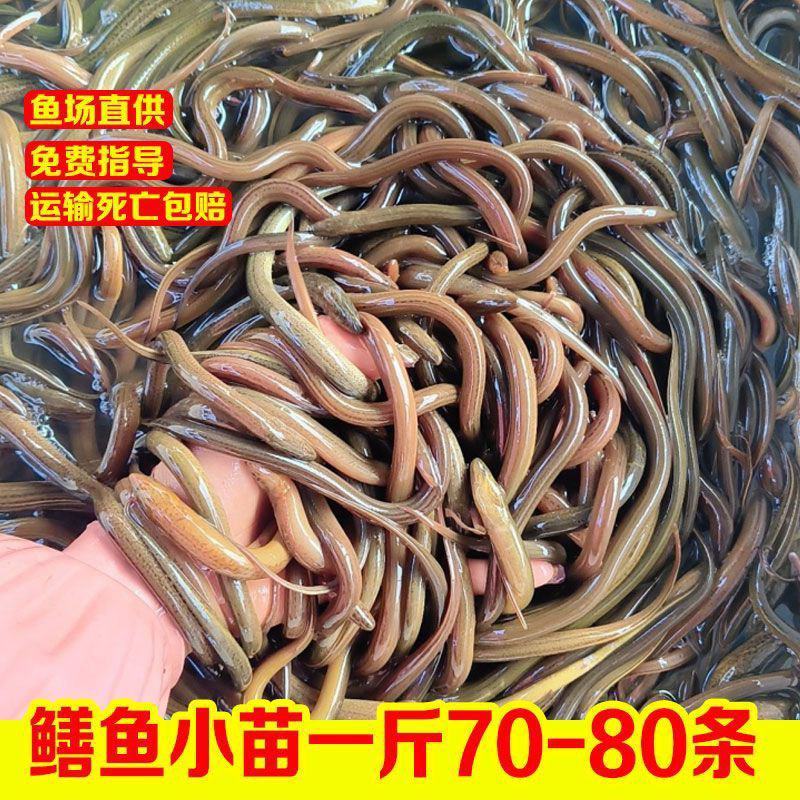 【优质货】鳝鱼苗，黄鳝苗，渔场直供，配送到家，死亡包赔的