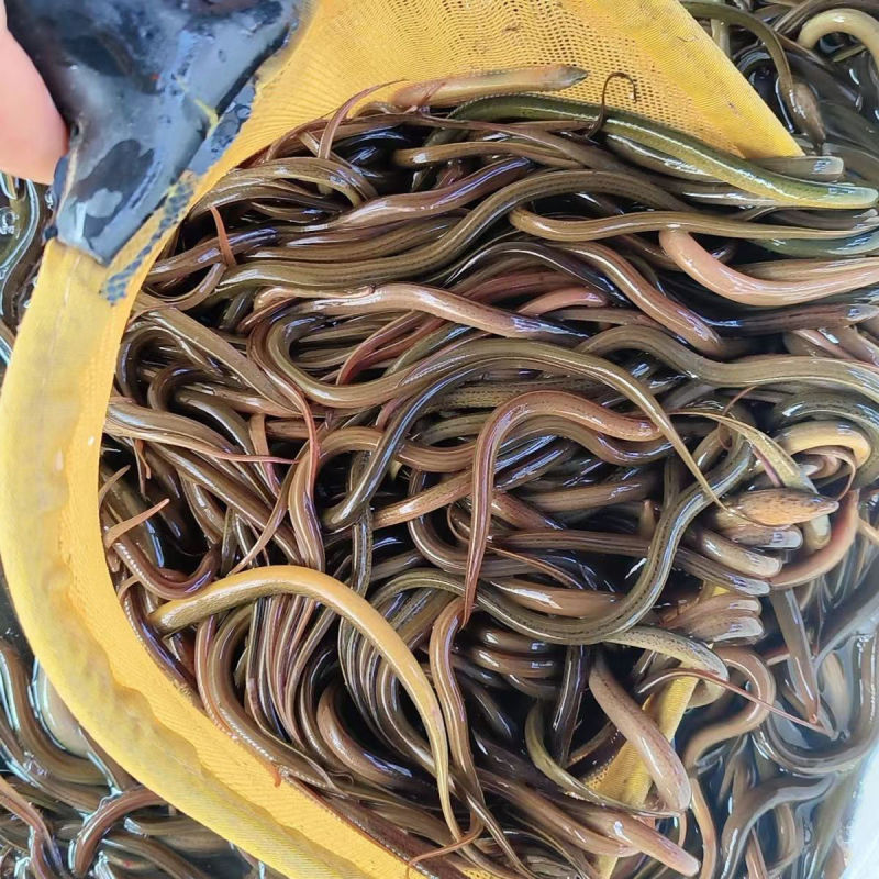 【优质货】鳝鱼苗，黄鳝苗，渔场直供，配送到家，死亡包赔的