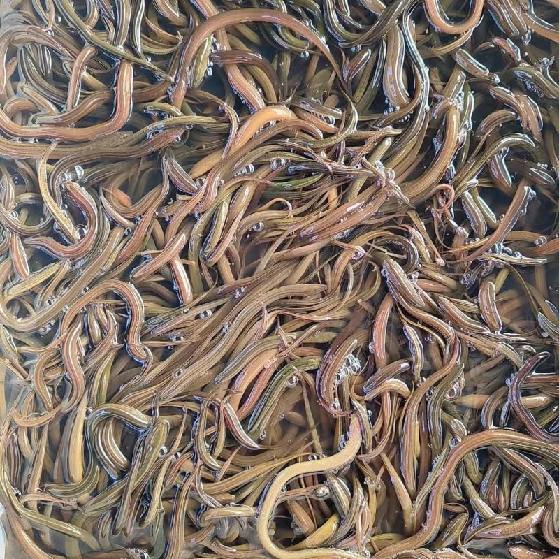 【优质货】鳝鱼苗，黄鳝苗，渔场直供，配送到家，死亡包赔的