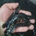 【优质】黑鱼苗大量供应，全国可发，成活率高，死亡联系包赔