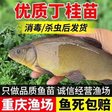 【成活率高】精品丁桂鱼苗，大量出售，成活率高，死亡联系赔