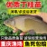 【成活率高】精品丁桂鱼苗，大量出售，成活率高，死亡联系赔