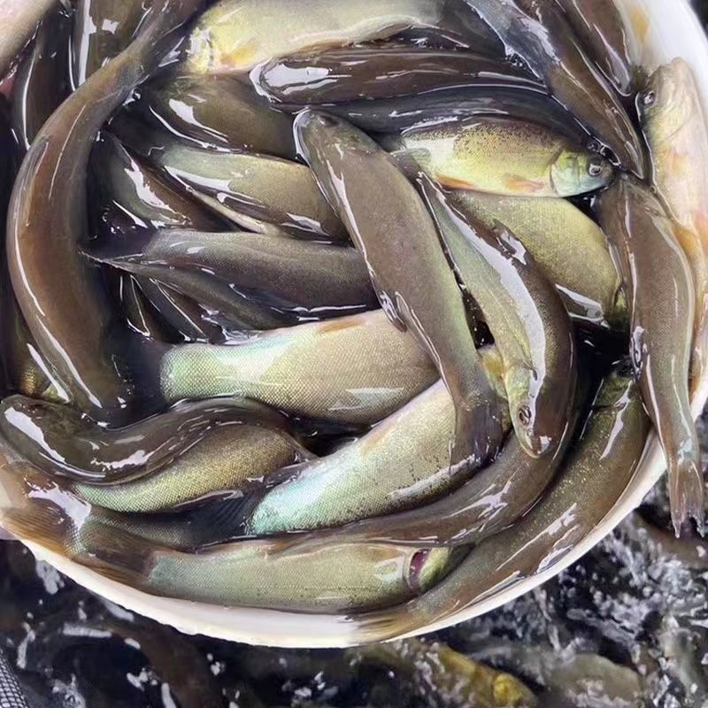 【成活率高】精品丁桂鱼苗，大量出售，成活率高，死亡联系赔