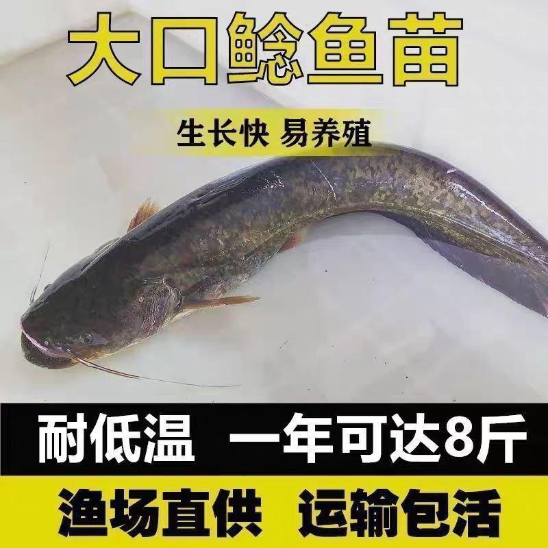 【优质】大扣鲶鱼苗，随便养都能活，欢迎各位老板联系选购哈