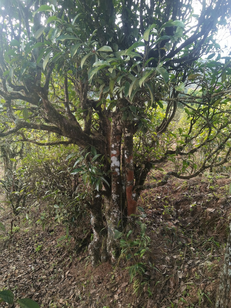 凤凰山生态古树茶！