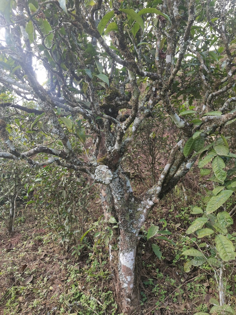 凤凰山生态古树茶！