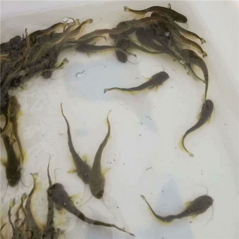 【优质】大扣鲶鱼苗，随便养都能活，欢迎各位老板联系选购哈