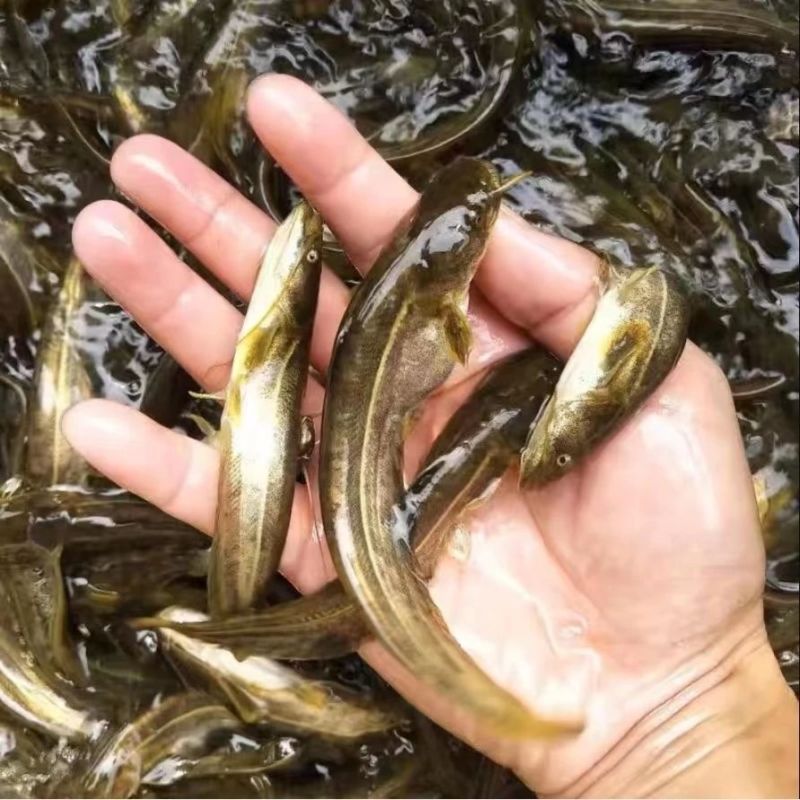 【优质】大扣鲶鱼苗，随便养都能活，欢迎各位老板联系选购哈