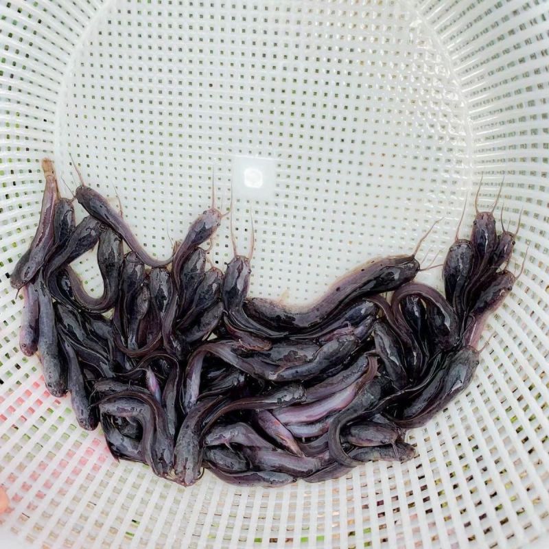 【优质】大扣鲶鱼苗，随便养都能活，欢迎各位老板联系选购哈