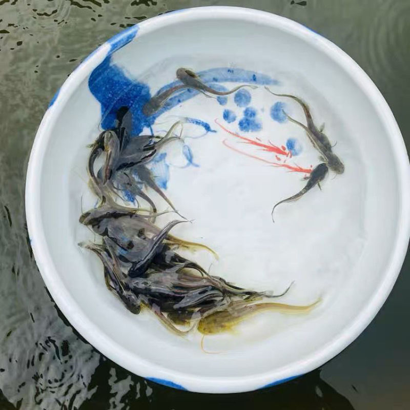 【优质】大扣鲶鱼苗，随便养都能活，欢迎各位老板联系选购哈