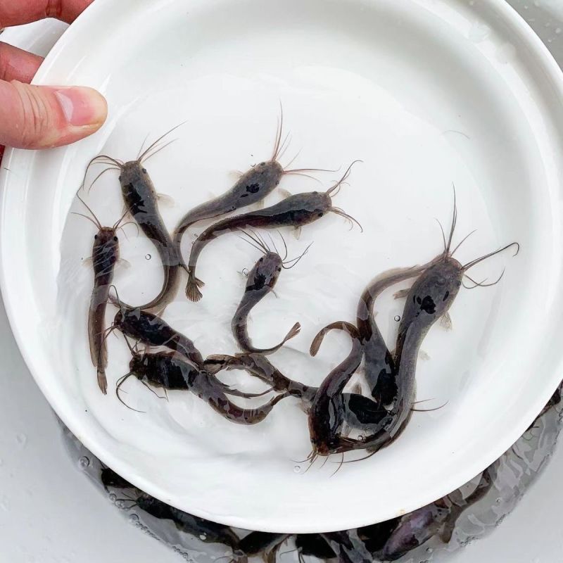 【优质】大扣鲶鱼苗，随便养都能活，欢迎各位老板联系选购哈