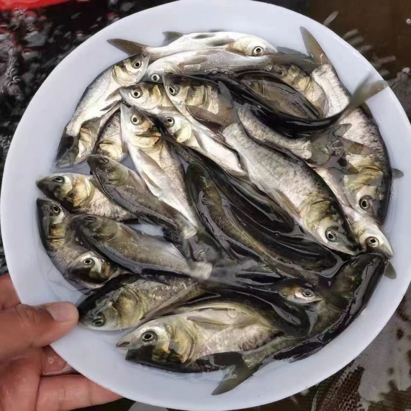 【优质】花鲢鱼苗，渔场直供包邮到家，各种规格都有，欢迎联