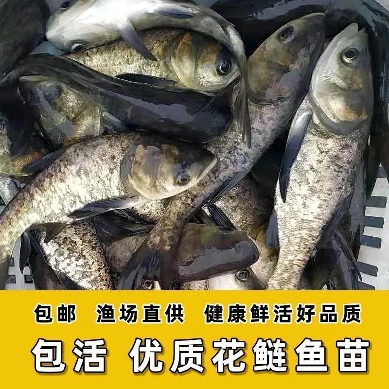 【优质】花鲢鱼苗，渔场直供包邮到家，各种规格都有，欢迎联