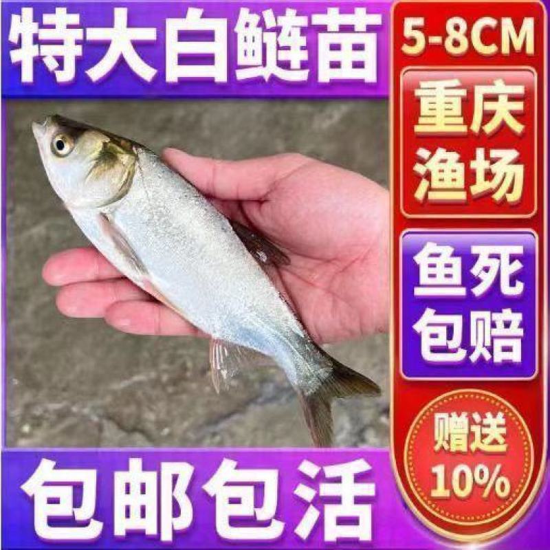 【优质白鲢苗】渔场供货，成活率高，抗病性强，欢迎联系我吧