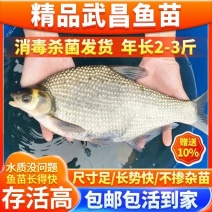 大量出售，鳊鱼苗，欢迎进店选购，为防止死亡，多送10%苗